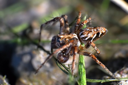 Oxyopes ramosus male